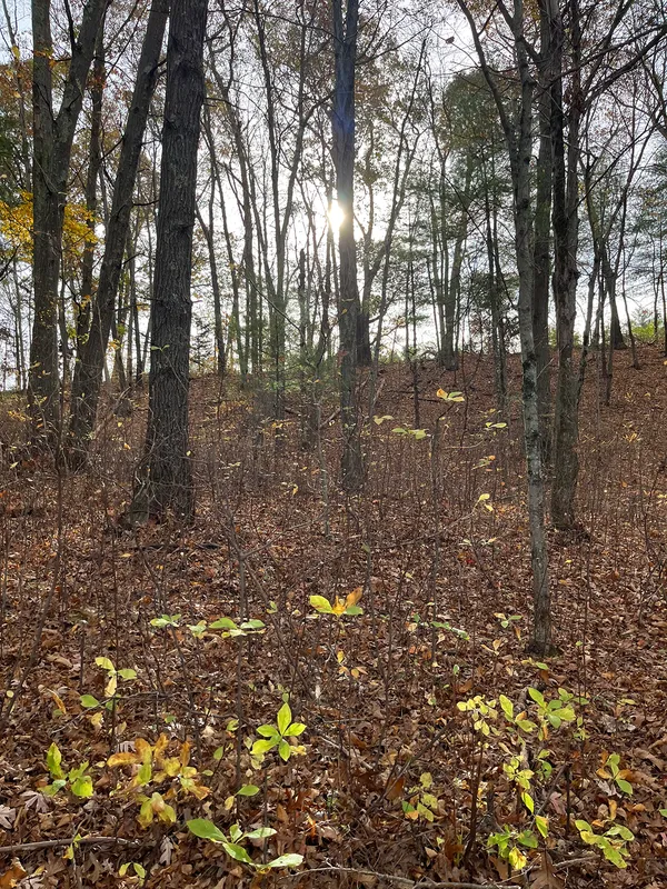 41.622°N, 71.484°W Camouflage